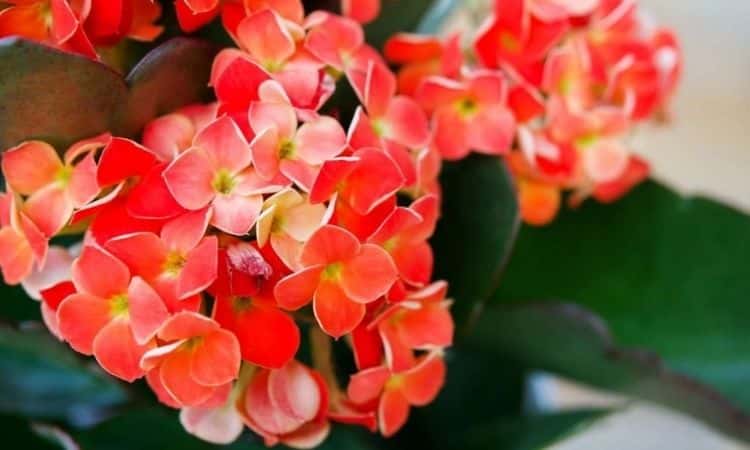 red-calanchoe
