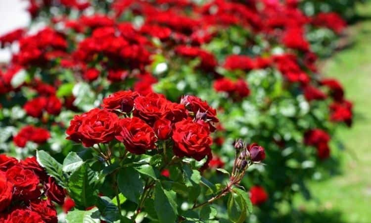 Red Roses: The 15 Most Romantic Varieties