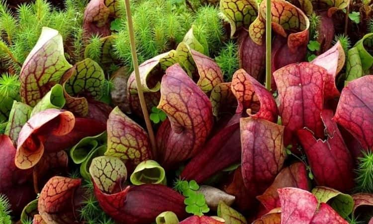 Can You Growing Carnivorous Plants In The Garden?