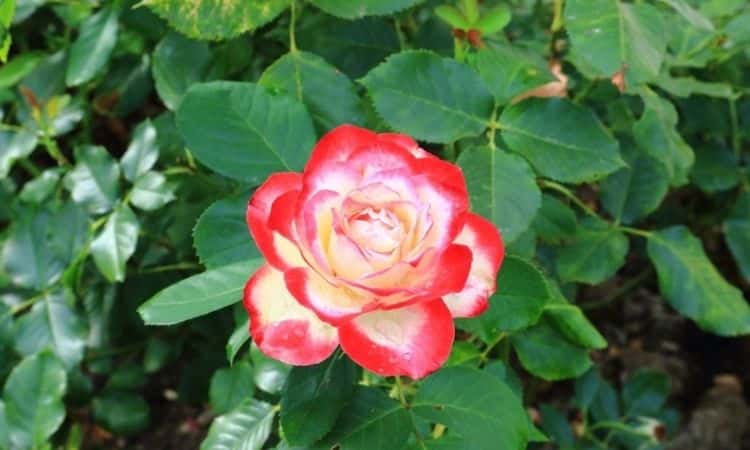 rose-correct pruning