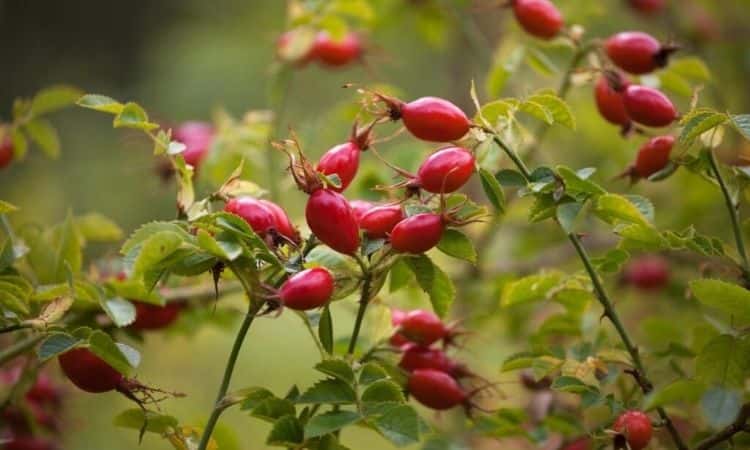 rosehip shrub