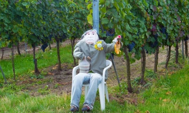scarecrow-wine-grape-guards