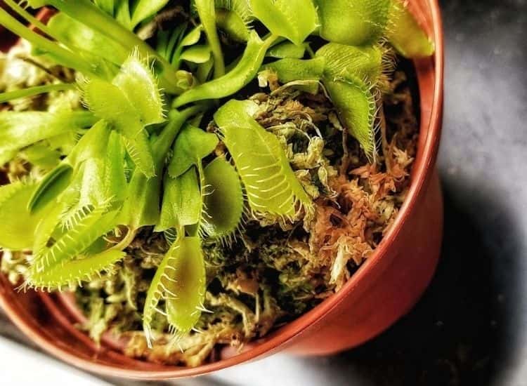 soil for carnivorous plants in pot