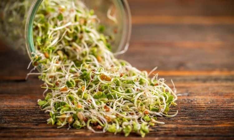 sprouts-in-a-glass