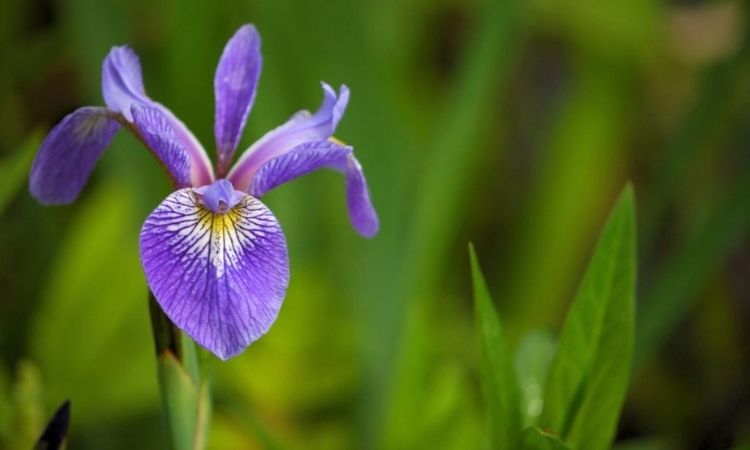 swamp iris