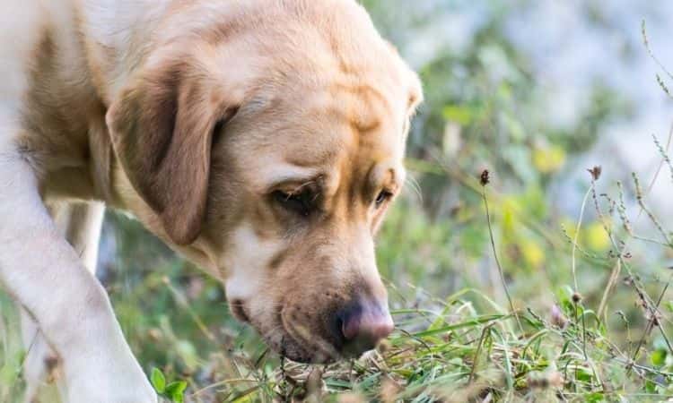 10 Healthy Herbs For Dogs: Use This Herbs With Healing Properties From The Garden