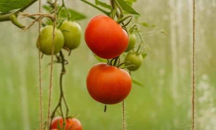 tomatos fruit in the winter garden