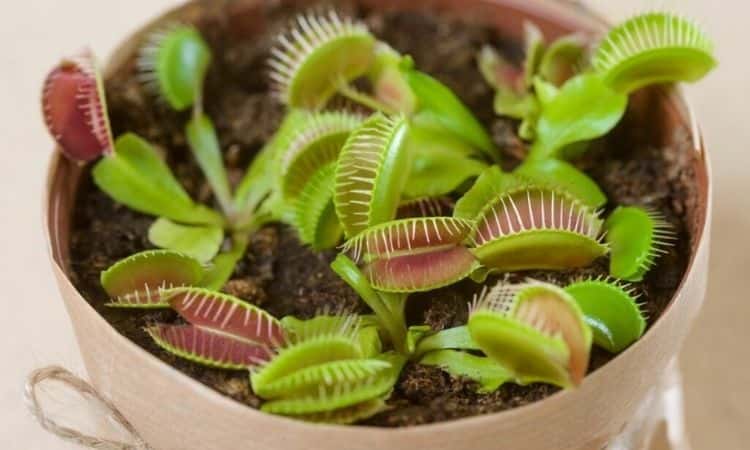 venus flytrap-in-pot