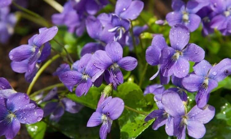 viola purple flowers