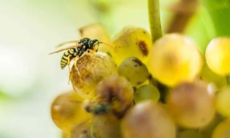 wasp on vine grapes