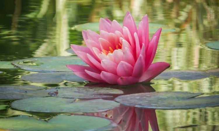 20 The Best Pond Plants For Any Water Depth