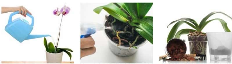 watering and care orchid