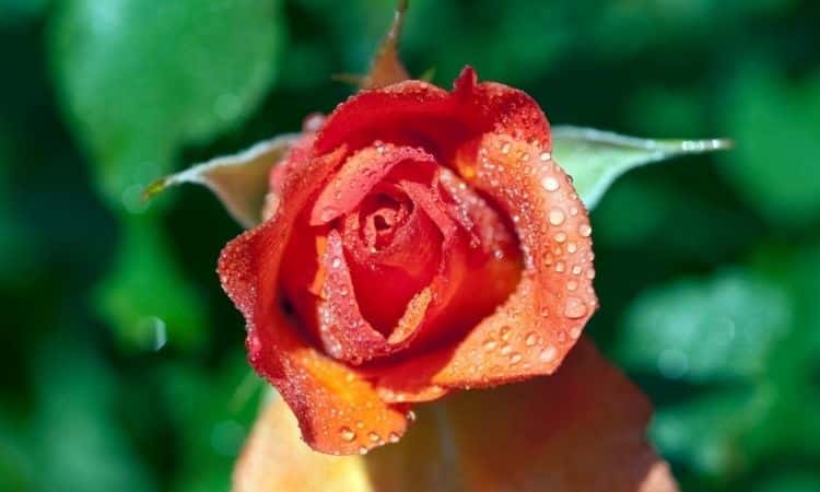 The 50 Most Beautiful Shrub Rose Varieties