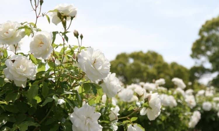 white shrub rose