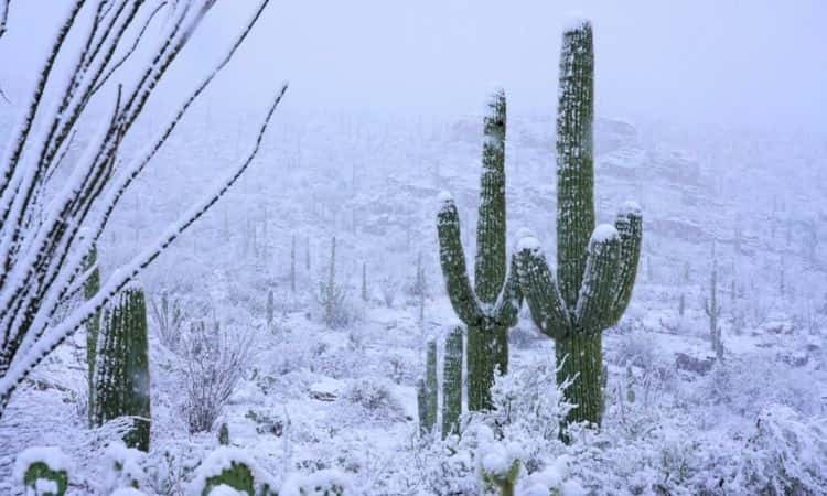 Cold Hardy Cacti: Which 10 Species Survive The Cold?