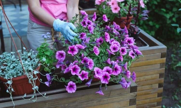woman care petunias flower in the container