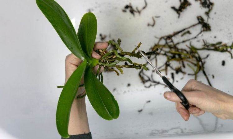 woman cutting orchid roots