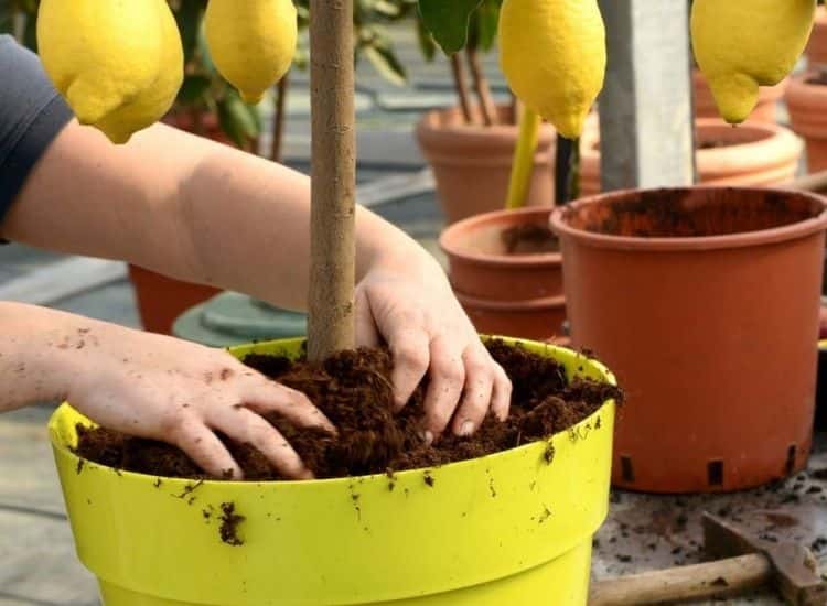 woman fertilize lemon tree in the pot
