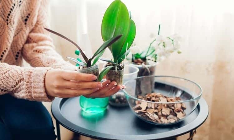 woman fertilize young orchid plant