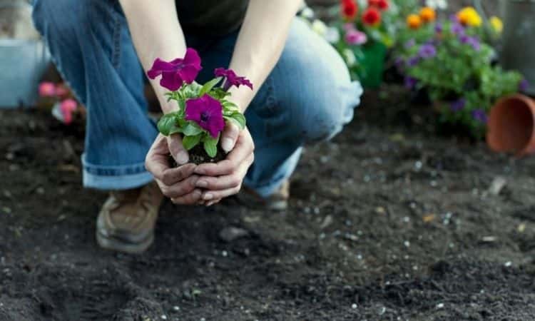 woman propagate petunias flower
