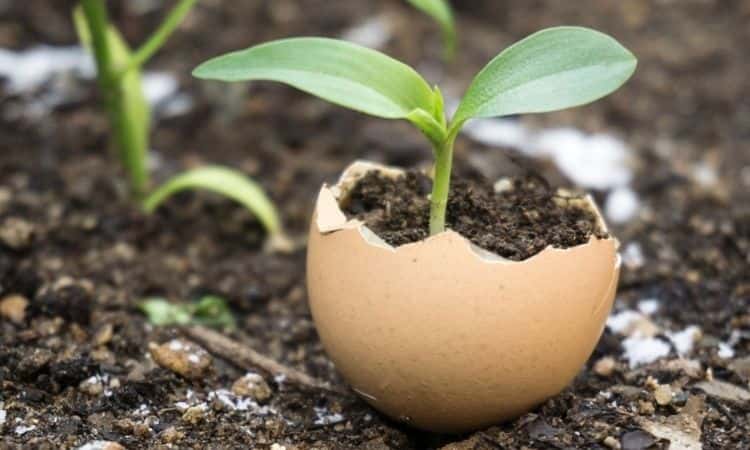 young plant grow in eggshells