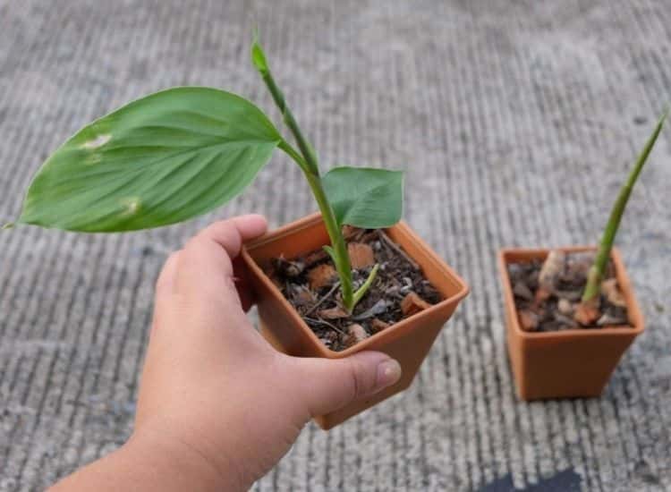 young turmeric plant