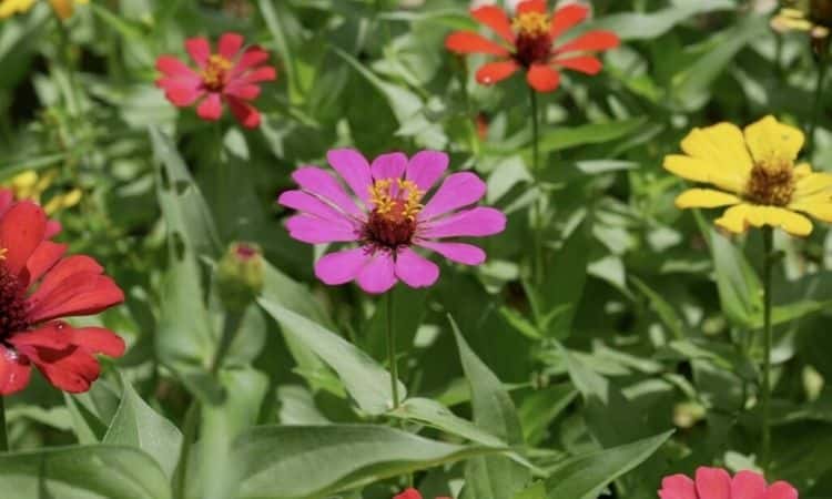 Common Zinnia: Plants And Care Tips For A Zinnia Elegans