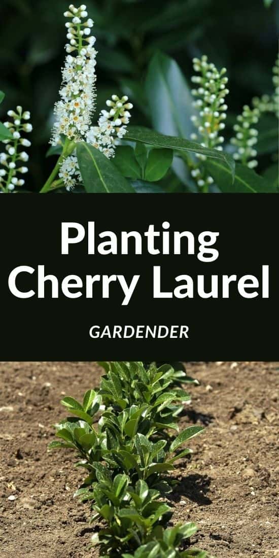 Cherry Laurel Planting
