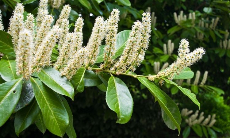 Cherry Laurel: Expert Tips For Planting, Pruning And Care