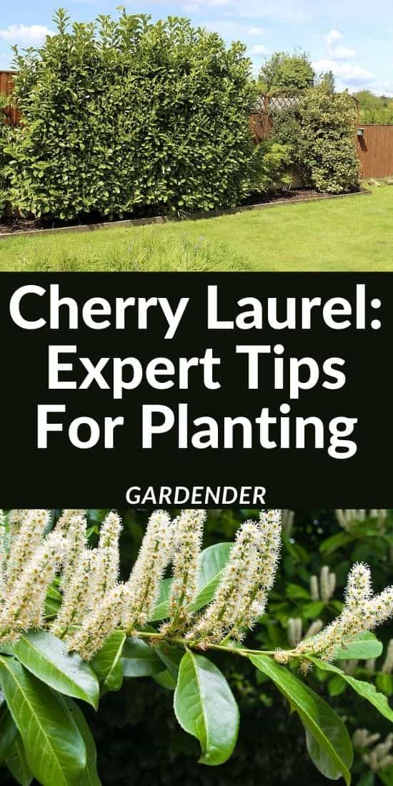Cherry Laurel_ Expert Tips For Planting