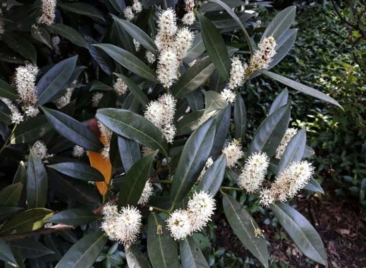 Cherry laurel-with-a-yellow-leaf