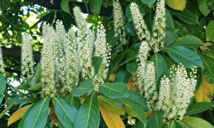 Cherry Laurel Yellow And Brown Leaves: Causes And Tips To Avoid
