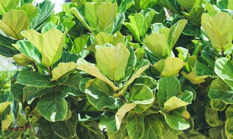 Ficus Lyrata (Fiddle-Leaf Fig)