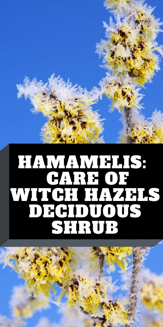 Hamamelis_ Care Of Witch Hazels Deciduous Shrub