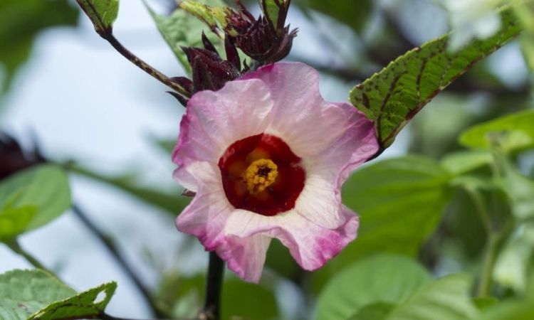 Hibiscus-sabdariffa