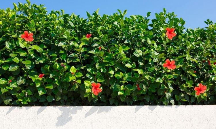 Hibiscus Hedge: Tips On Choosing Varieties, Planting And Care
