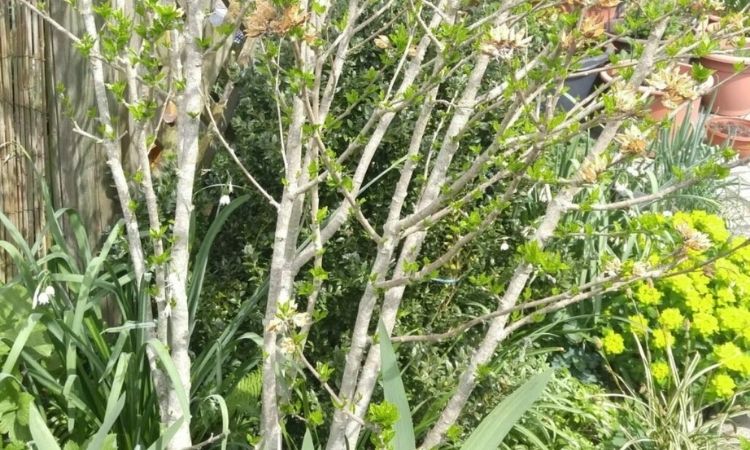 Hibiskus-pruning-tall-plant