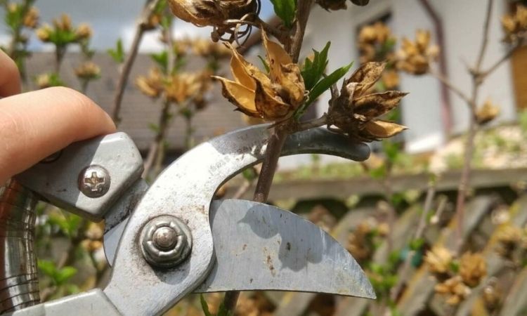 Hibiskus-right-pruning