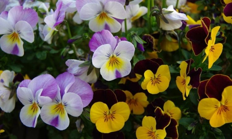 Horned Violet: Expert Tips Planting And Caring For Viola Cornuta