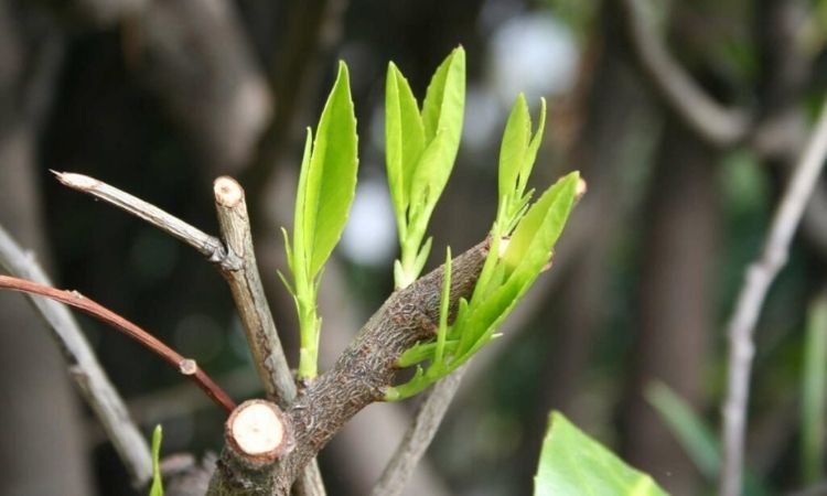 New-shoots-on-a-cherry-laurel