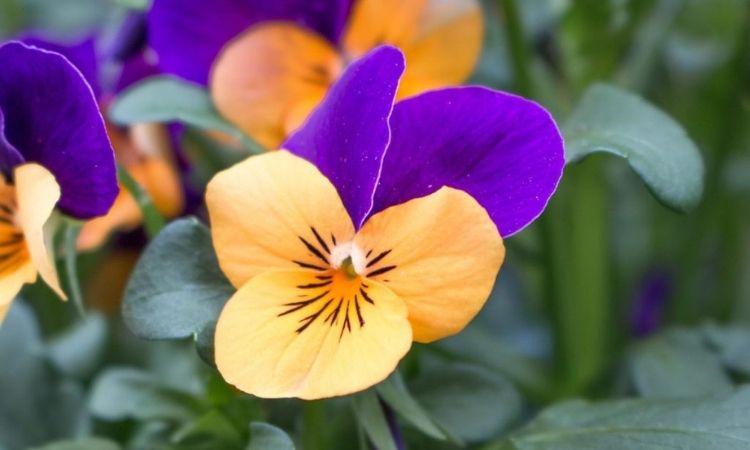 Pansies And Horned Violets