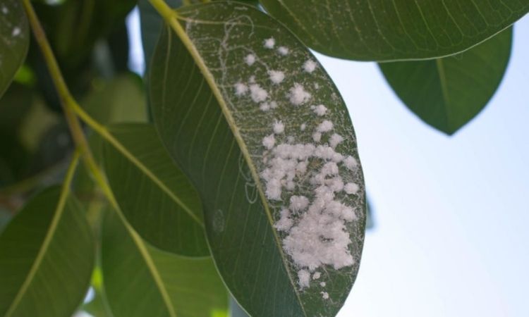 Pests-on-Leaf-of-Gum-Tree