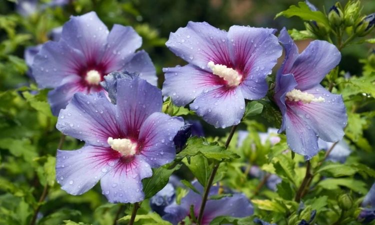 Purple hibiscus with raindrops in the sun