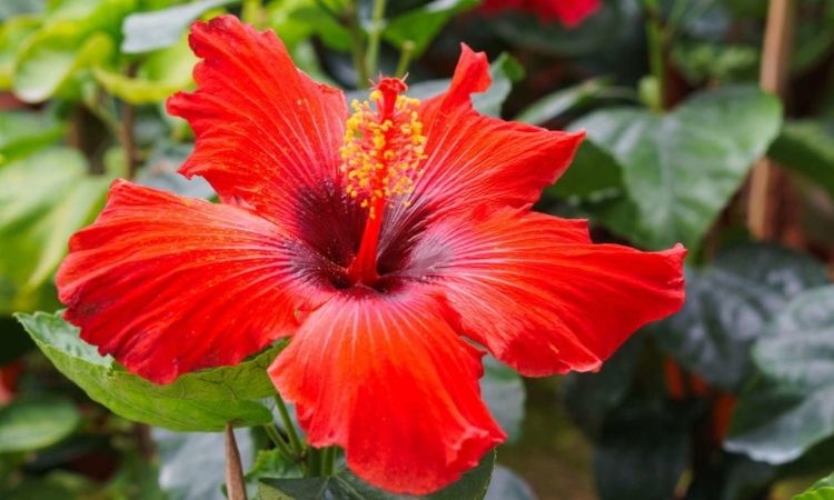 Red-Hibiskus-flower-in-the-garden