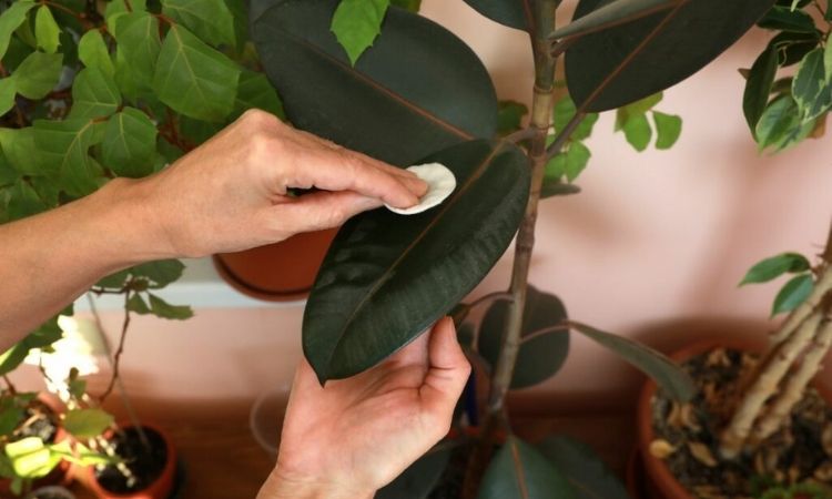 Rubber tree care-with-wadding