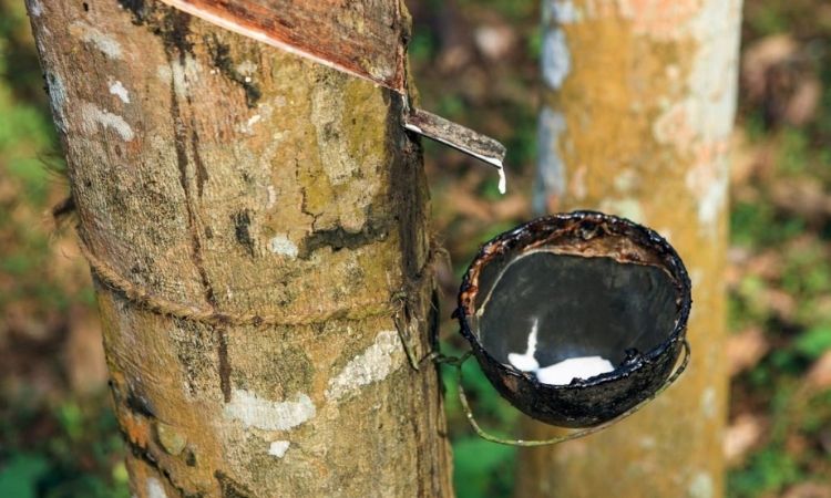 Rubber tree catushuk extraction