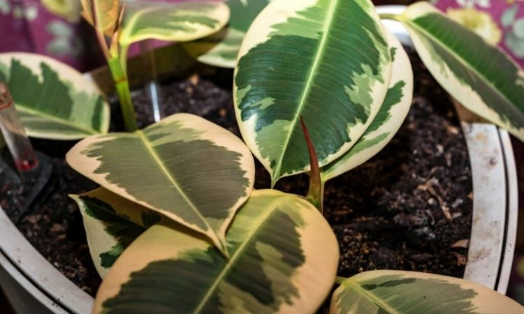Propagate Rubber Tree: Professional Tips For Propagation By Cuttings