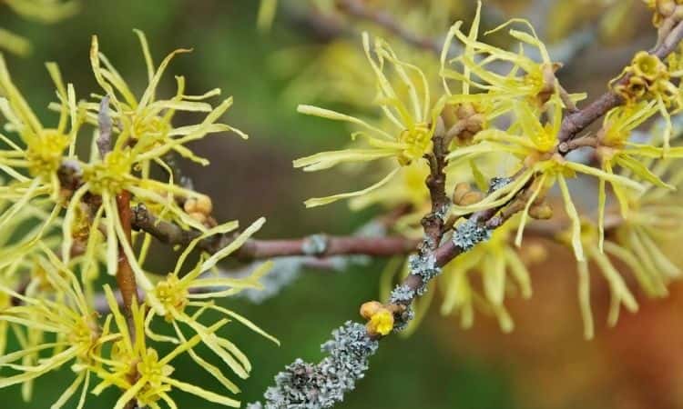 The Hamamelis is an economically used medicinal plant