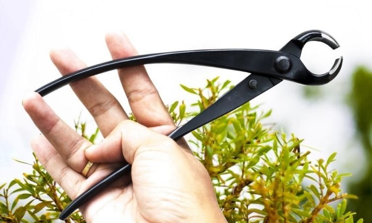 bonsai-cutting-concave-scissors