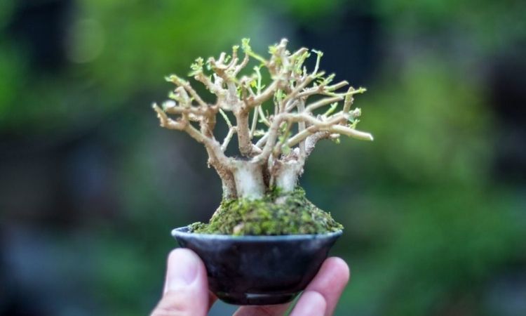 bonsai-cutting-dwarf-form